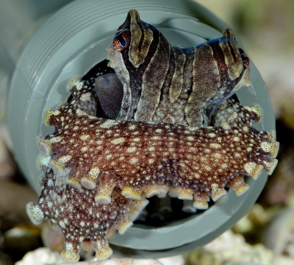 Juvenile Larger Pacific Striped Octopus denning in a 3/4 inch tube