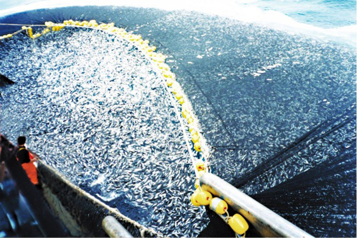 About 400 tons of jack mackerel (Trachurus murphyi) are caught by a Chilean purse seiner - are such practices ethical? Does the need to eat trump ethics? (Photo from Google Images.)