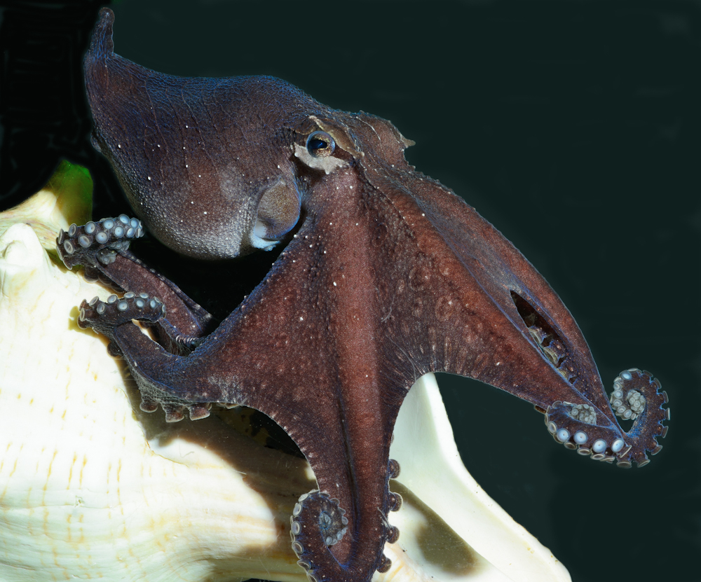 Larger Pacific Striped Octopus presenting a dark 'leaf' display - photo by Roy Caldwell