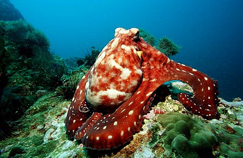 Indo-Pacific Day-Octopus foraging, Octopus cyanea, Burma, Myanmar, Birma, Indian ocean, Andaman sea