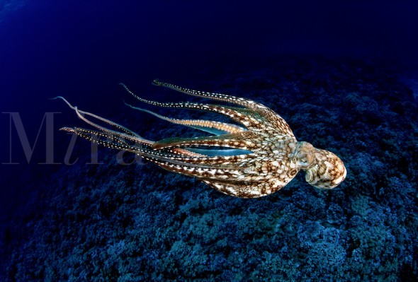 Day octopus, Octopus cyanea, are a common sight on Hawaiian reefs.