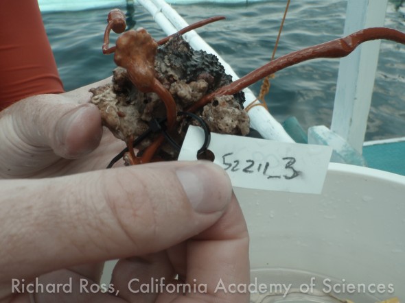 A red Juncella sp, tagged and ready to be placed on the Coral Clothsline