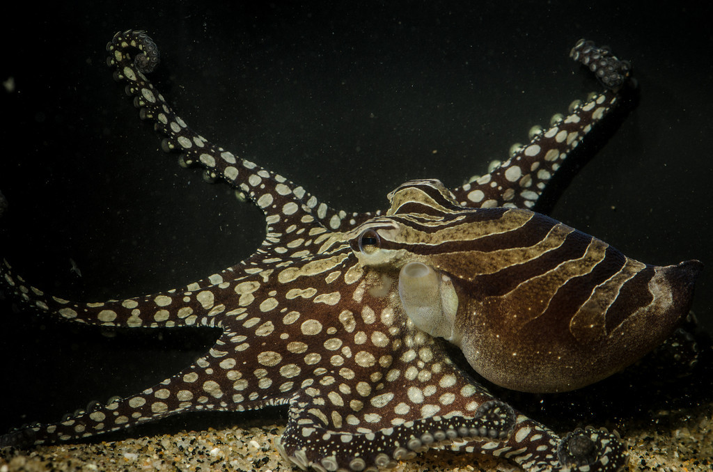 Larger Pacific Striped Octopus displaying stripes and spots- Photo by Richard Ross
