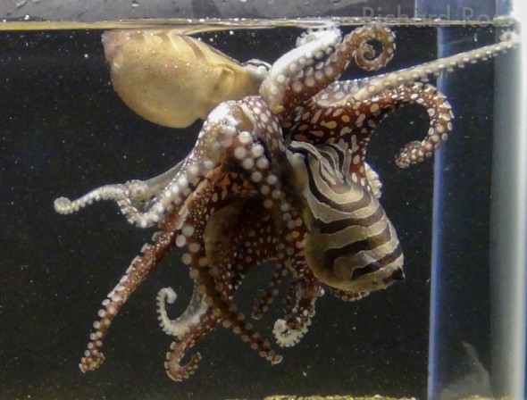 Larger Pacific Octopuses mate dangerously 'beak to beak' - photo by Richard Ross