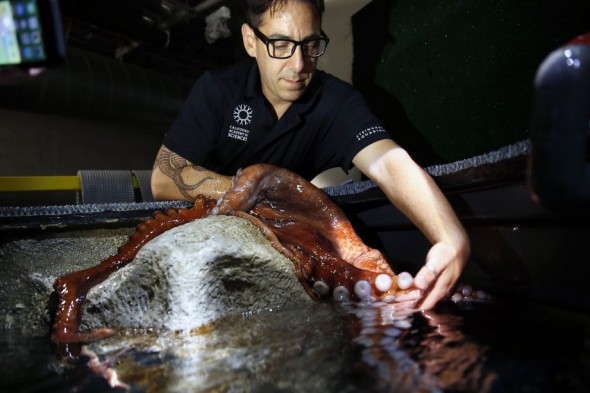 Richard Ross, above, marine biologist at the Steinhart Aquarium in the California Academy of Sciences, examines a Giant Pacific Octopus 