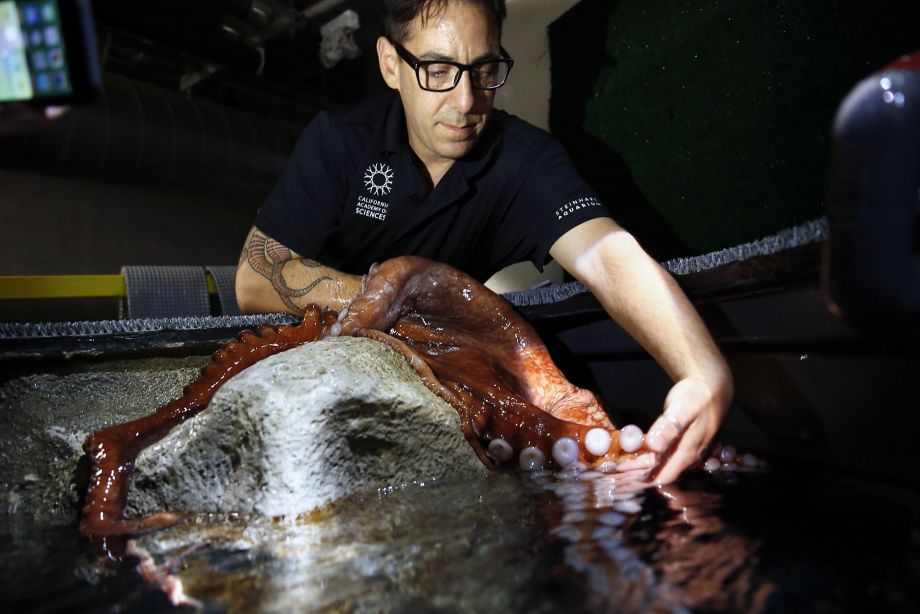Richard Ross, above, marine biologist at the Steinhart Aquarium in the California Academy of Sciences, examines a Giant Pacific Octopus at the academy’s aquarium in San Francisco.
