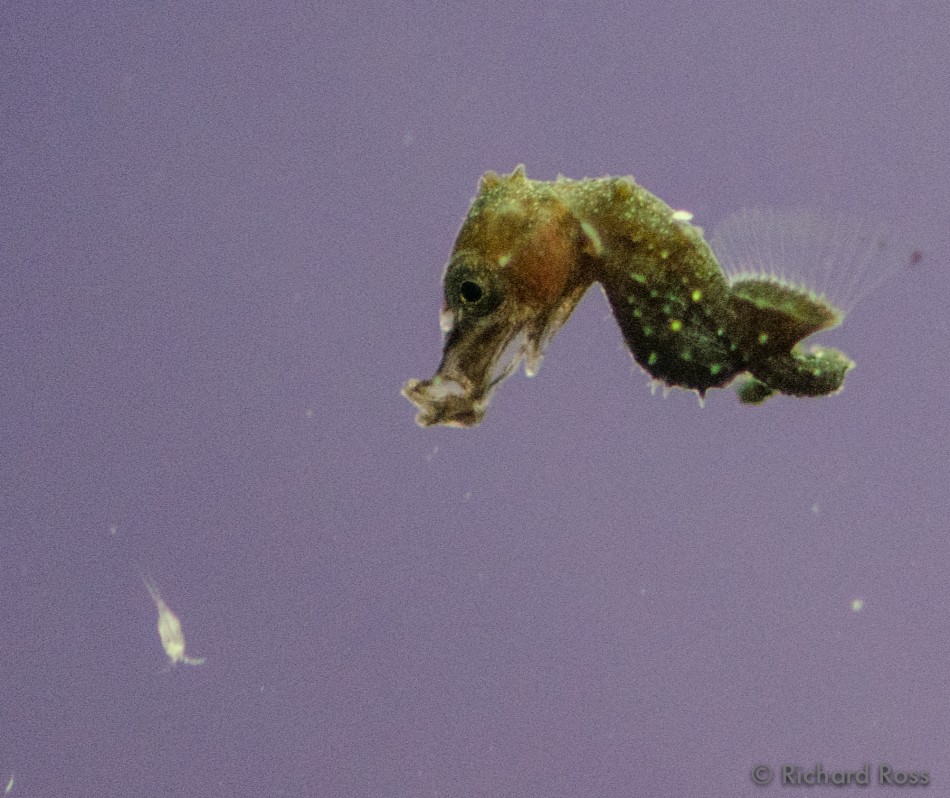 10 day old baby Pygmy Seahorse hunting copepods 