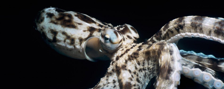 Mimic Octopus Thaumoctopus mimicus Lembeh Strait Celebes Sea Sulawesi Indonesia. Image shot 2008. Exact date unknown.