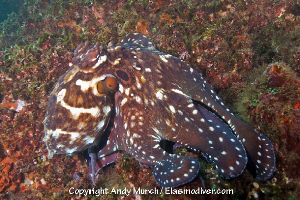 Day octopus, Octopus cyanea, aka reef octopus or Cyane's octopus, Fish Rock, Southwest Rocks, NSW, Australia.