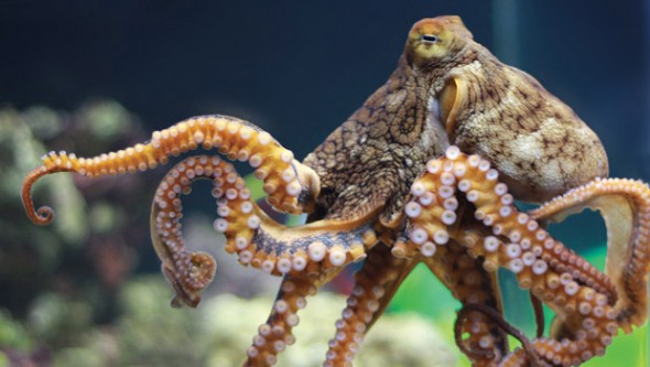 octopus_620