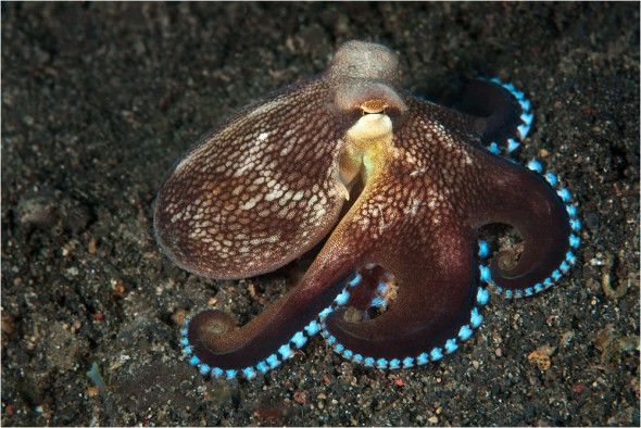 Coconut octopus, Amphioctopus sp