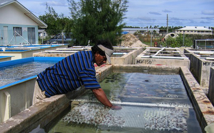 A technician at a Tongan Coral Farm places coral in concrete troughs for the long process of grow out. Such systems use pumped, unfiltered ocean water which is one of the factors that leads us to lump Maricultured / Aquacultured / Farmed / Cultured / Pen Raised / Net Raised organisms together in one category. Photo by Richard Ross.