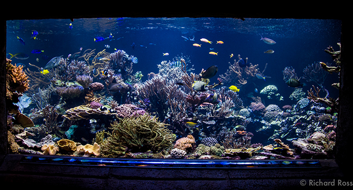 Joe Yaillo's 20,000 gallon reef tank at the Long Island Aquarium and Exhibition Center is arguably one of the most successful reef tanks in the world. Joe says "I am very happy if I can keep it {phosphate level} at .12 ppm. Photo by Richard Ross.