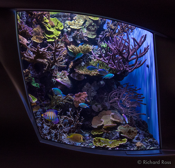 This reef tank at the Steinhart Aquarium runs a phosphate level of .1 ppm, twice the generally recommended level, but it doesn't seem to be hurting. The corals are robust and strong. Photo by Richard Ross.