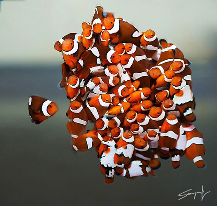 Designer clownfish are nearly all captive bred and as such are good for beginning hobbyists because wild reefs are not impacted by the learning curve. Photo by Sanjay Joshi..